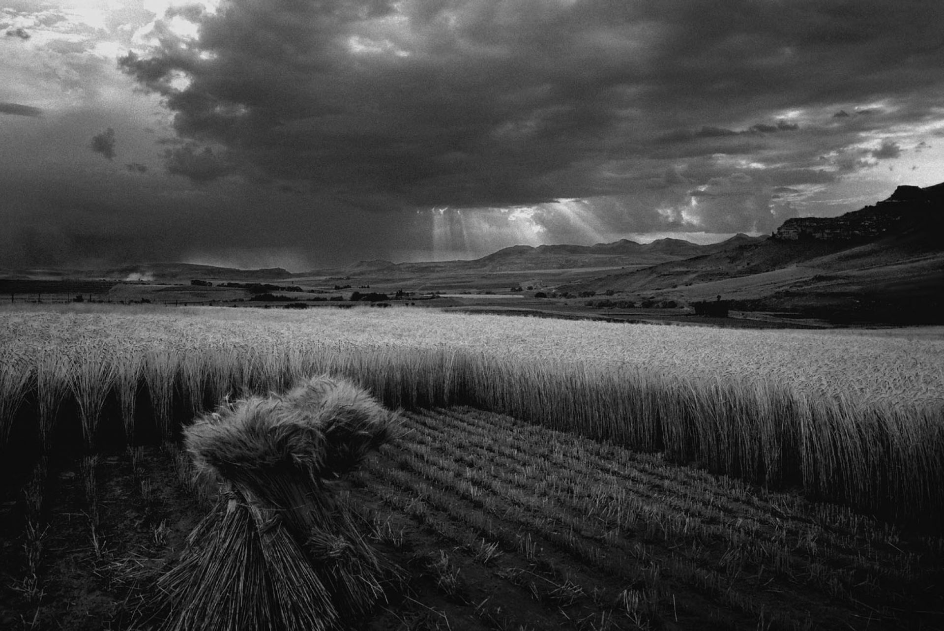 Wheat Fields in South Africa Iwo Zaniewski