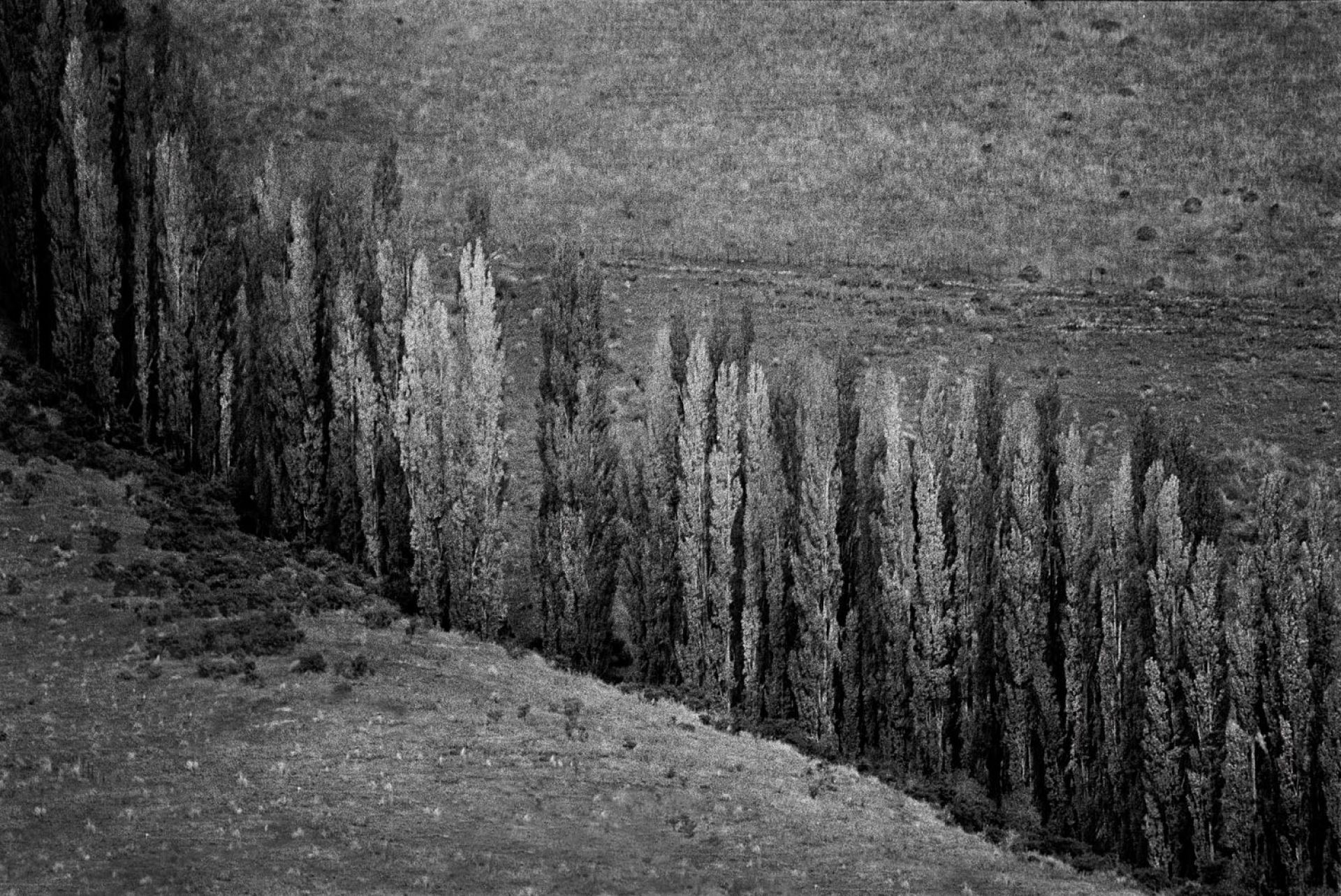 Poplars near Lumsden. New Zealand Iwo Zaniewski